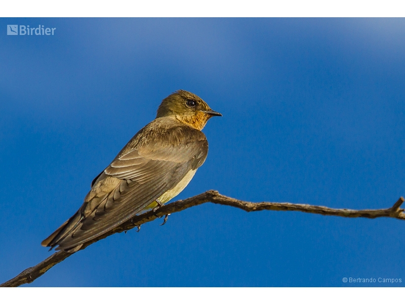 Southern Rough-winged Swallow