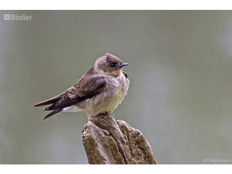Southern Rough-winged Swallow