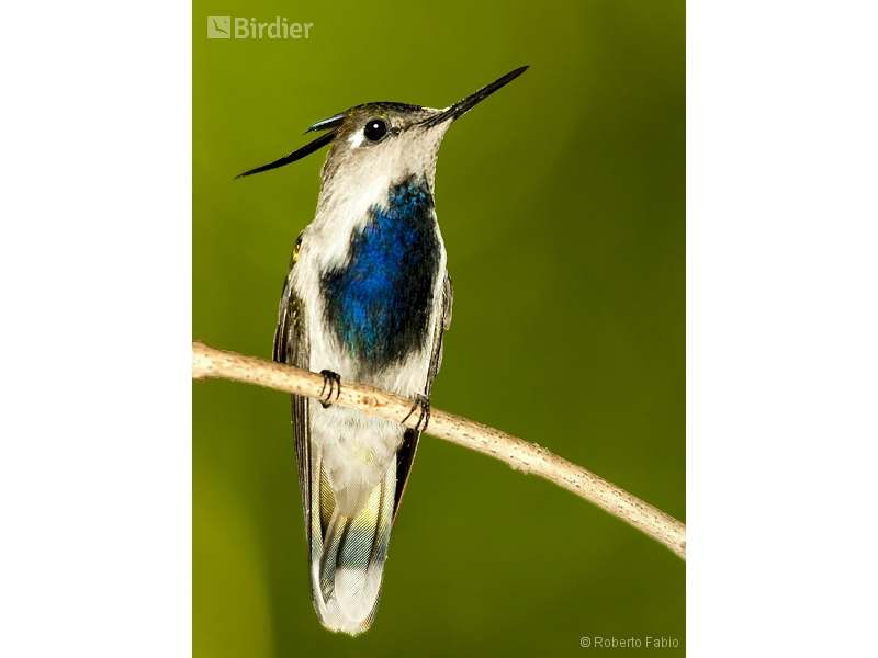 Purple-crowned Plovercrest