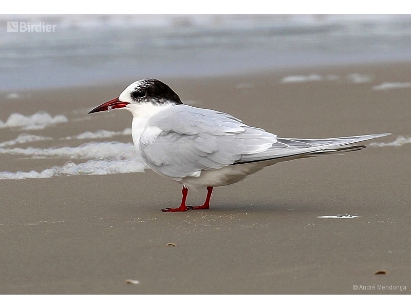 South American Tern