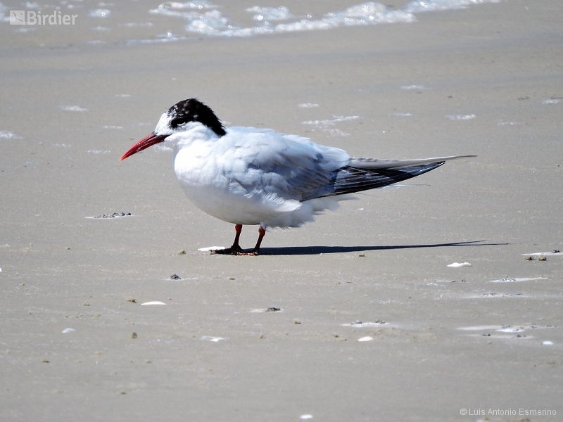South American Tern