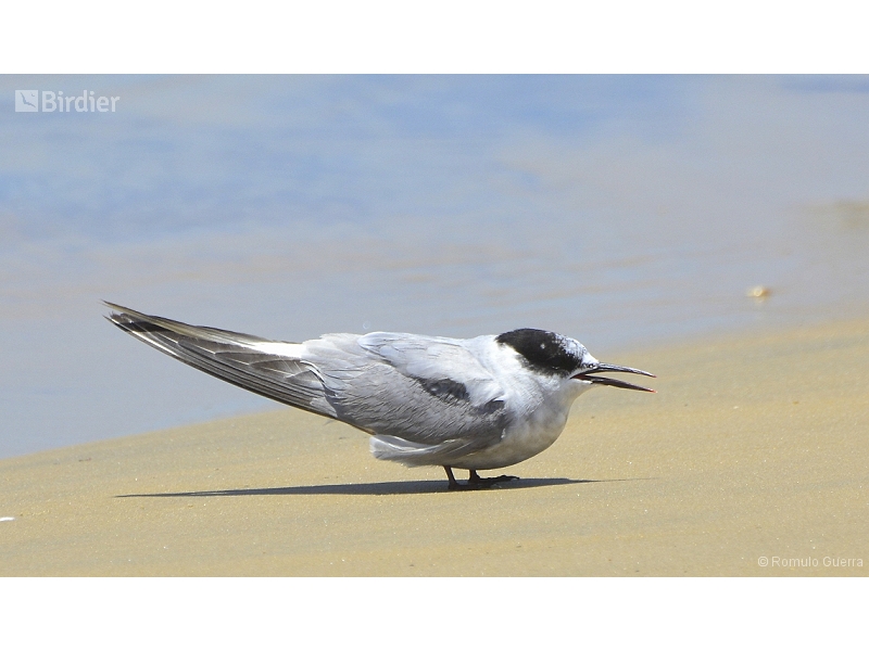 Arctic Tern