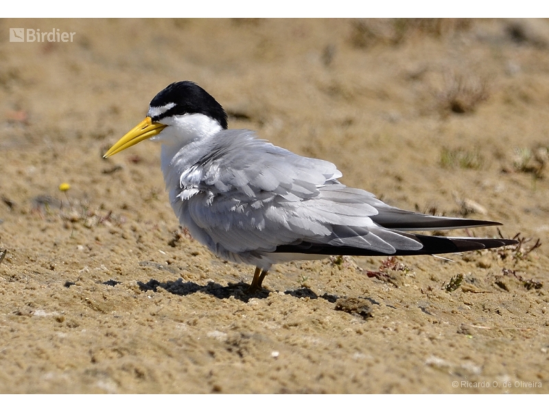 Yellow-billed Tern