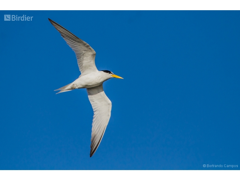 Yellow-billed Tern
