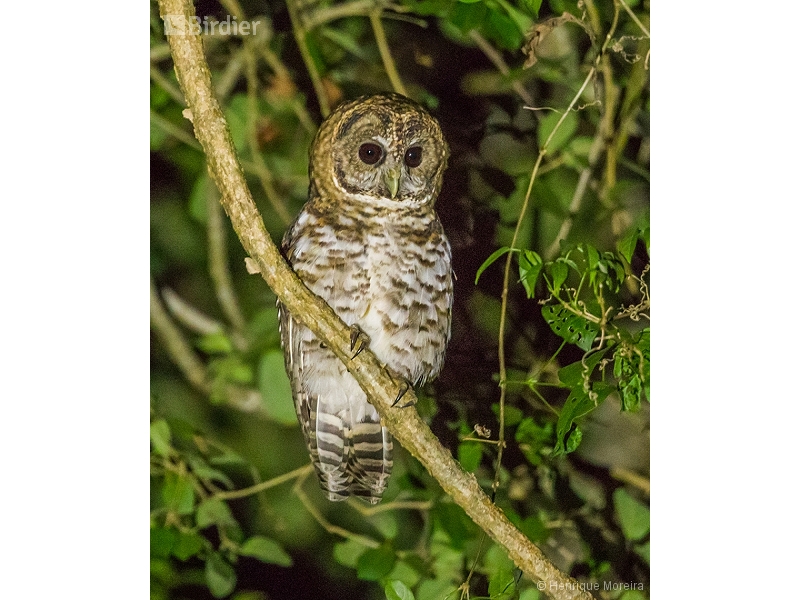 Rusty-barred Owl