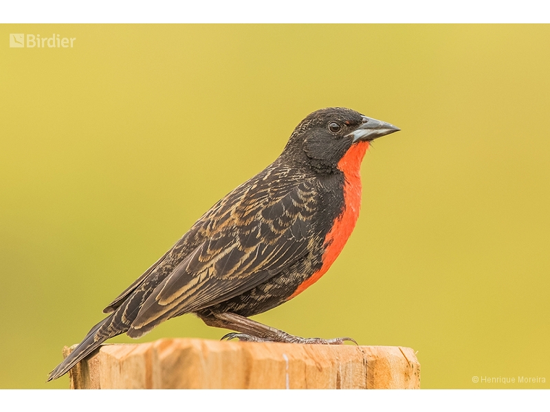 Red-breasted Meadowlark