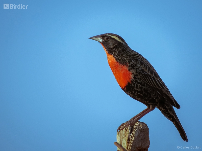 White-browed Meadowlark