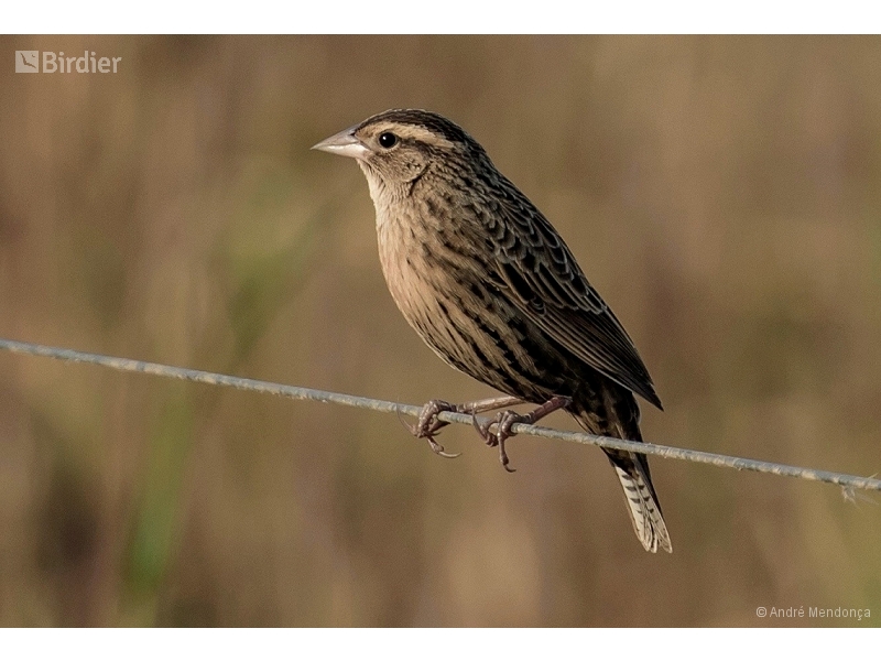 White-browed Meadowlark