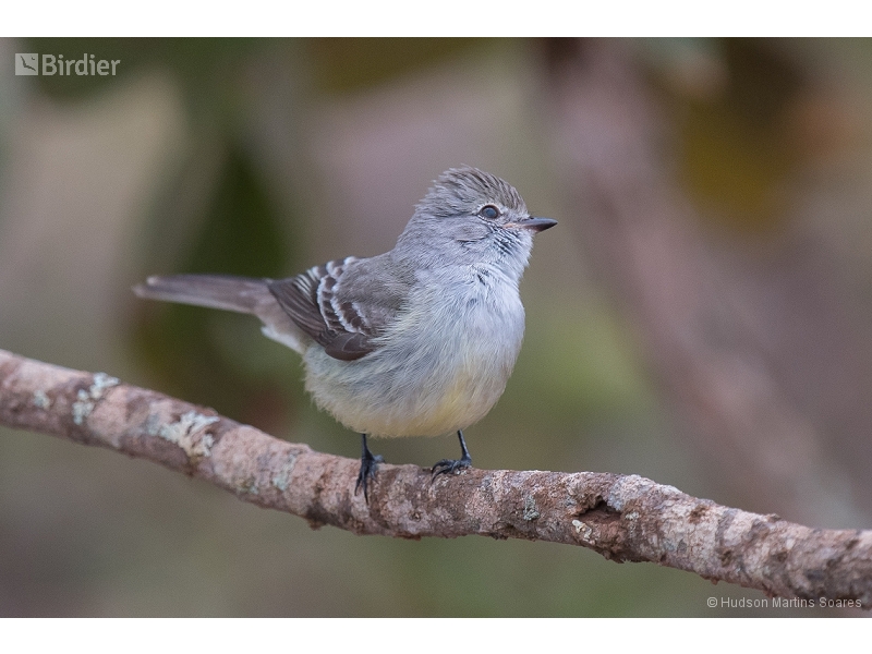 Southern Scrub Flycatcher