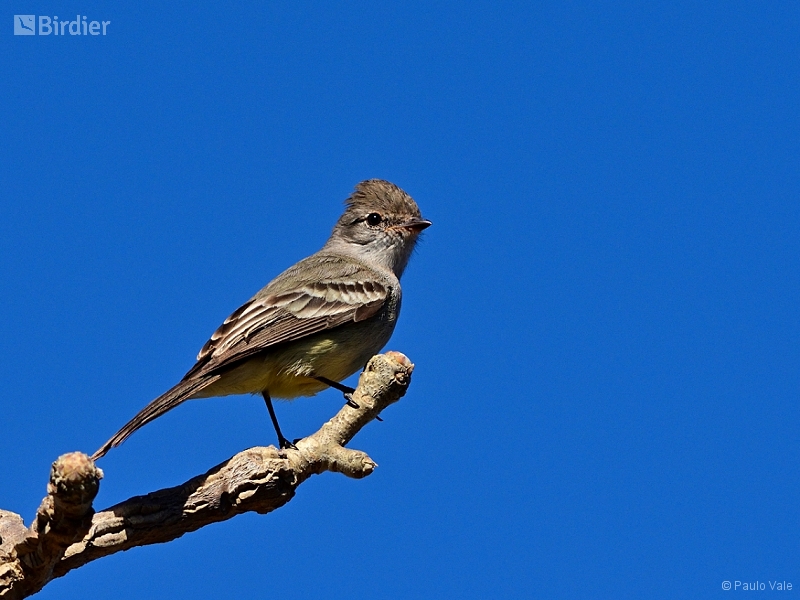 Southern Scrub Flycatcher