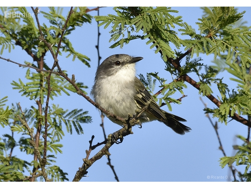 Suiriri Flycatcher