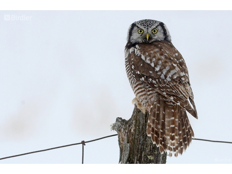 Northern Hawk-Owl