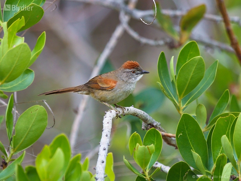 Pale-breasted Spinetail