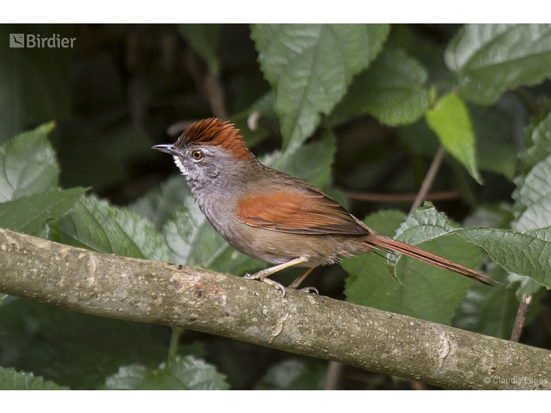 Sooty-fronted Spinetail