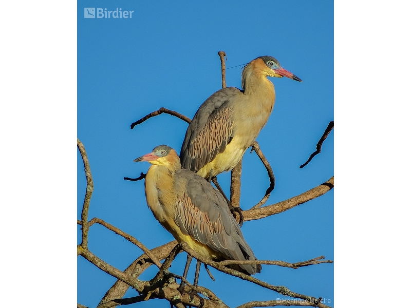 Whistling Heron