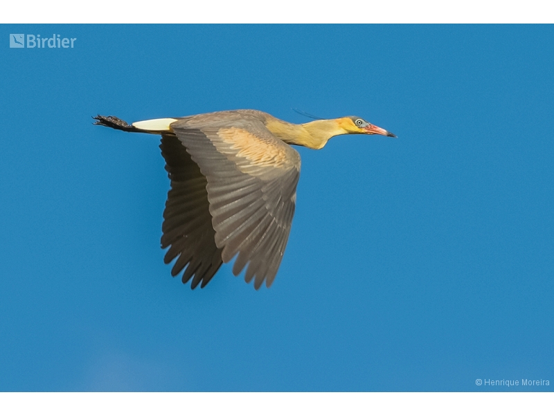 Whistling Heron