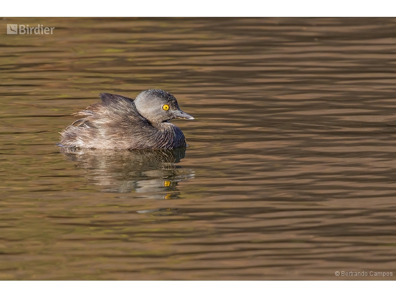 Least Grebe