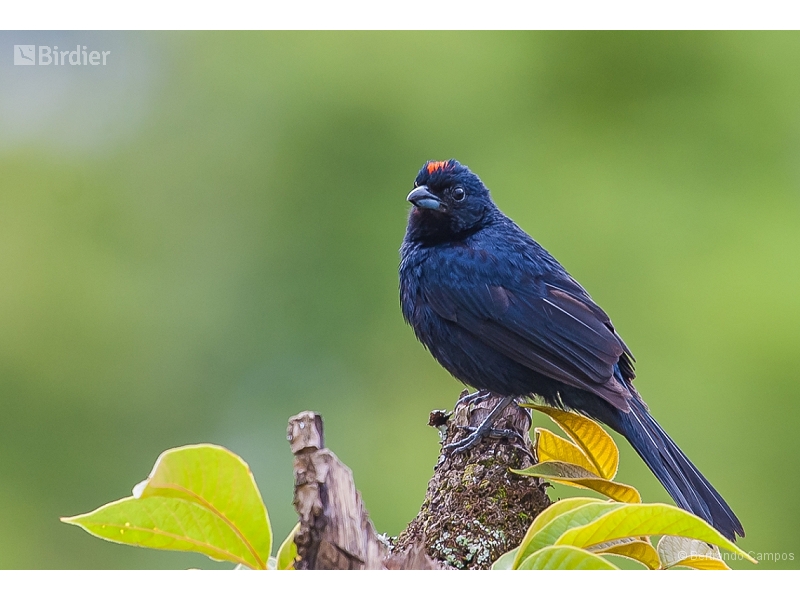 Ruby-crowned Tanager