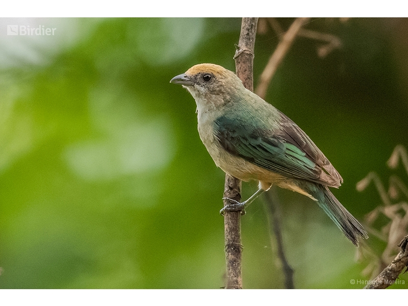 Burnished-buff Tanager