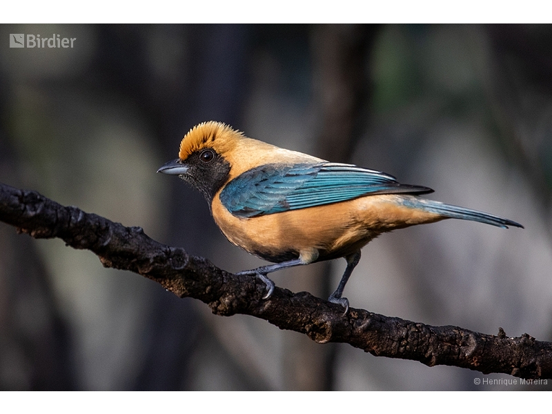 Burnished-buff Tanager