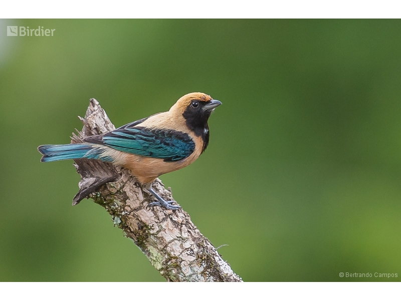 Burnished-buff Tanager