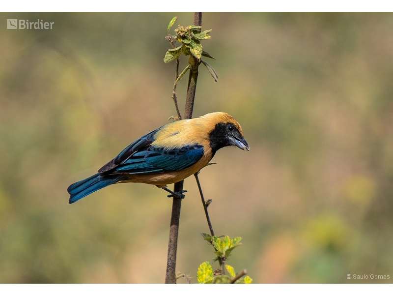 Burnished-buff Tanager