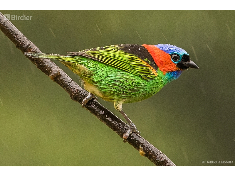 Red-necked Tanager