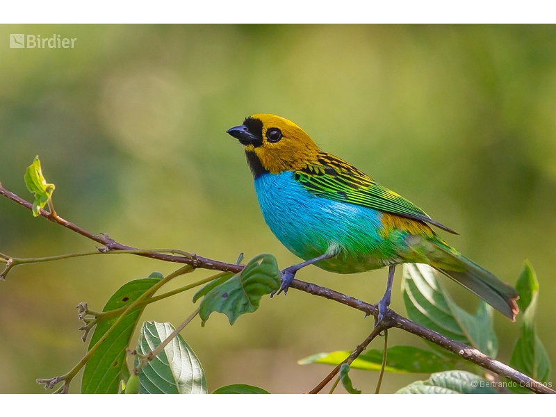 Gilt-edged Tanager