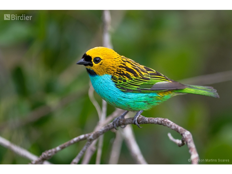 Gilt-edged Tanager