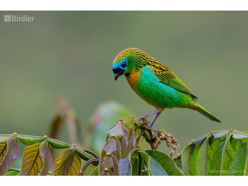 Brassy-breasted Tanager
