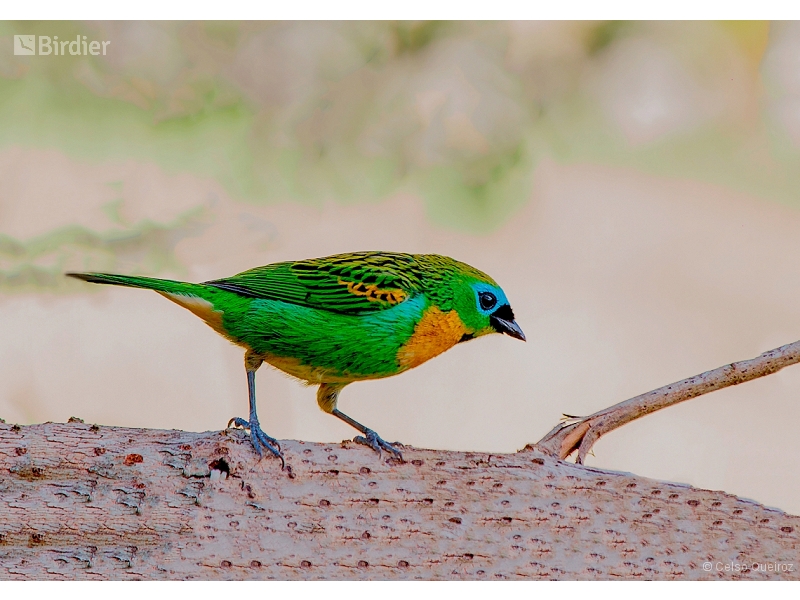 Brassy-breasted Tanager