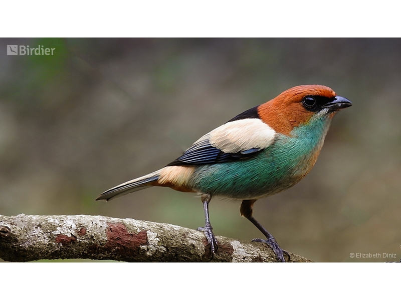 Black-backed Tanager