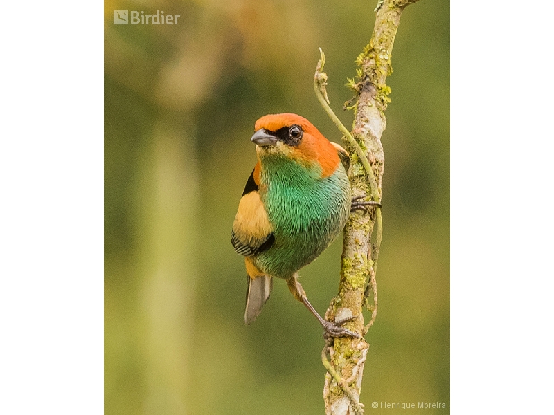 Black-backed Tanager