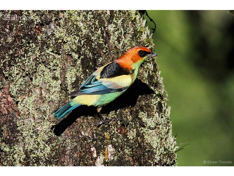 Black-backed Tanager