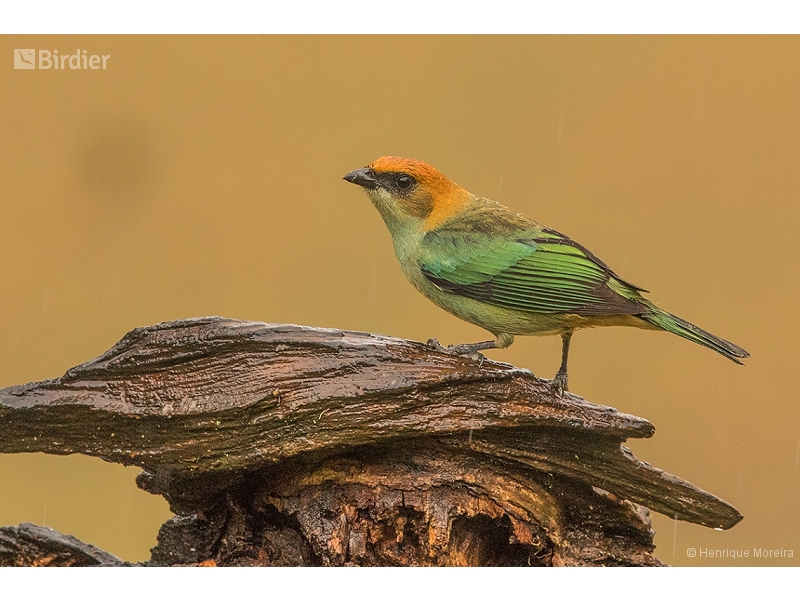 Chestnut-backed Tanager