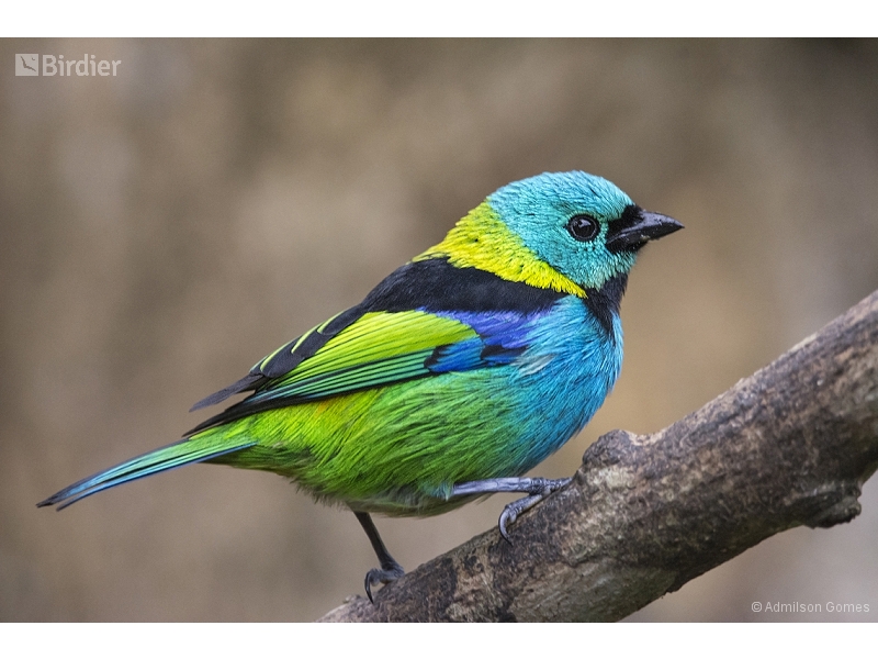 Green-headed Tanager