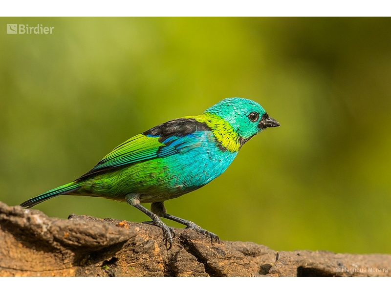 Green-headed Tanager