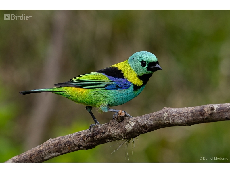 Green-headed Tanager