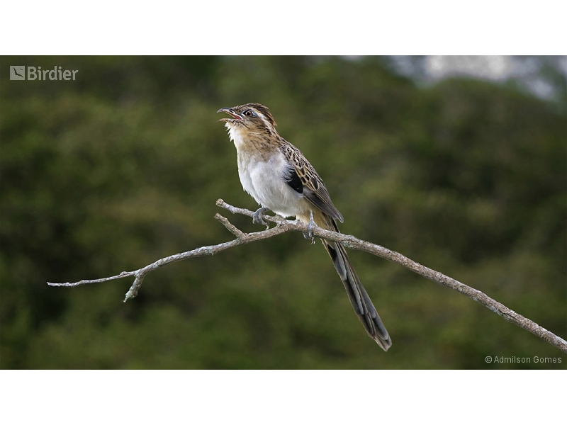 Striped Cuckoo