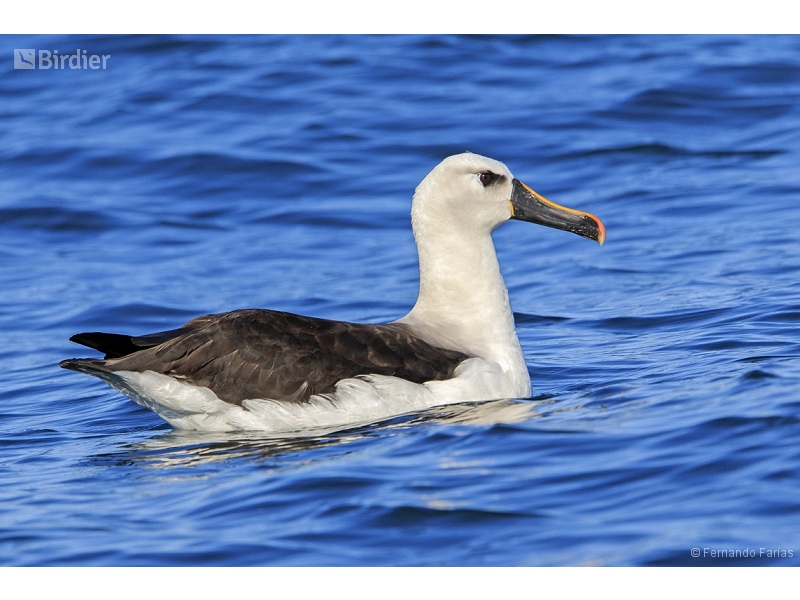 Atlantic Yellow-nosed Albatross