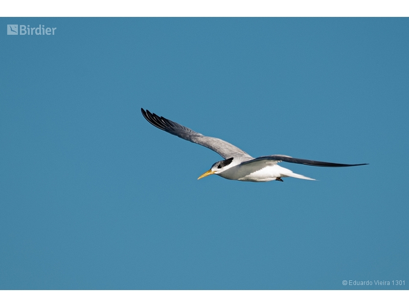 Sandwich Tern