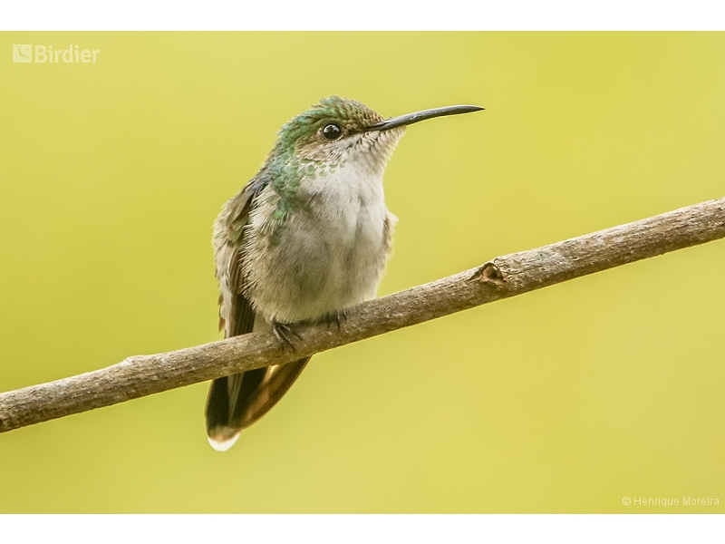Fork-tailed Woodnymph