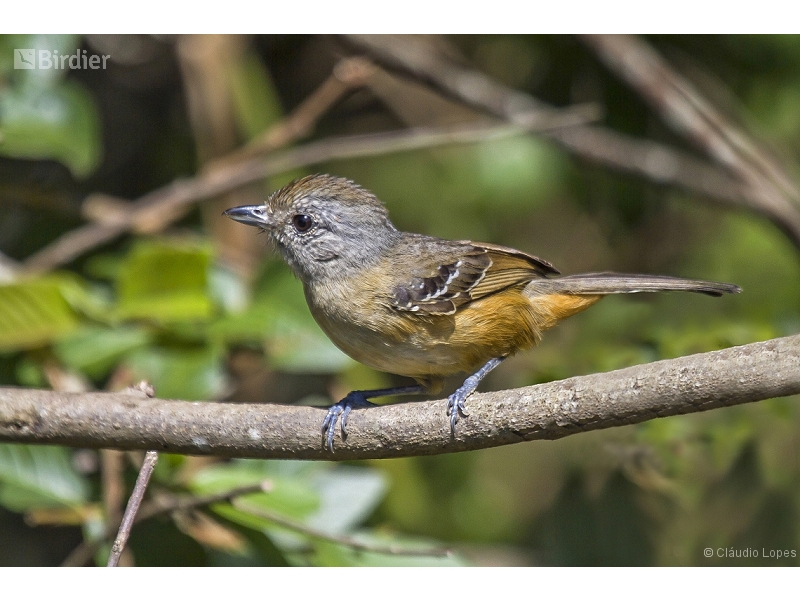 Variable Antshrike