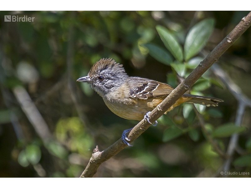 Variable Antshrike