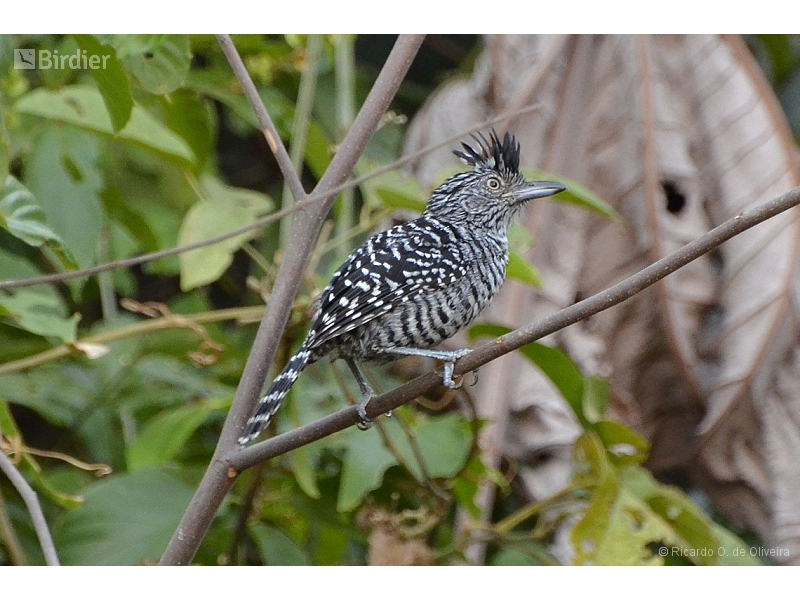 Barred Antshrike