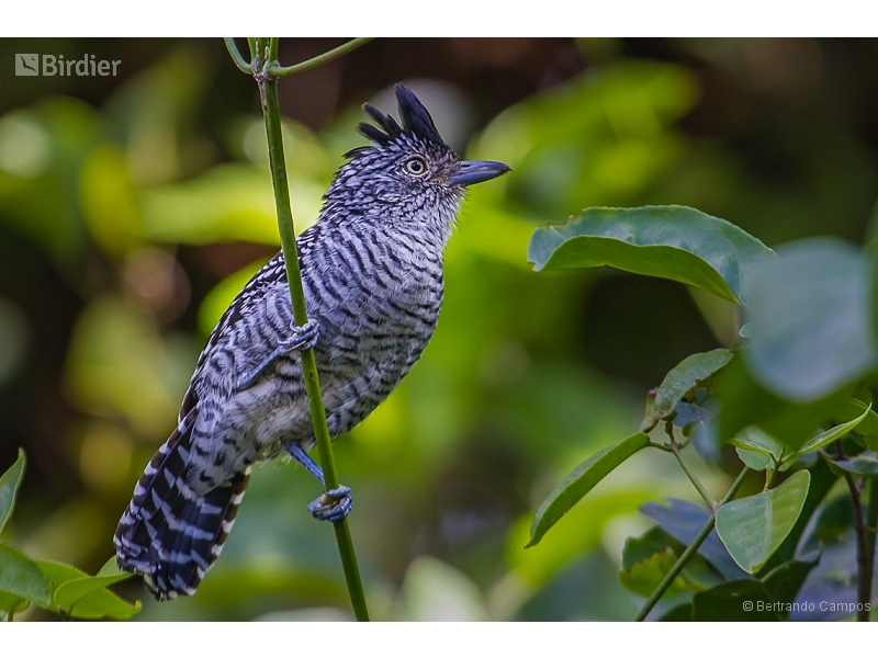 Barred Antshrike