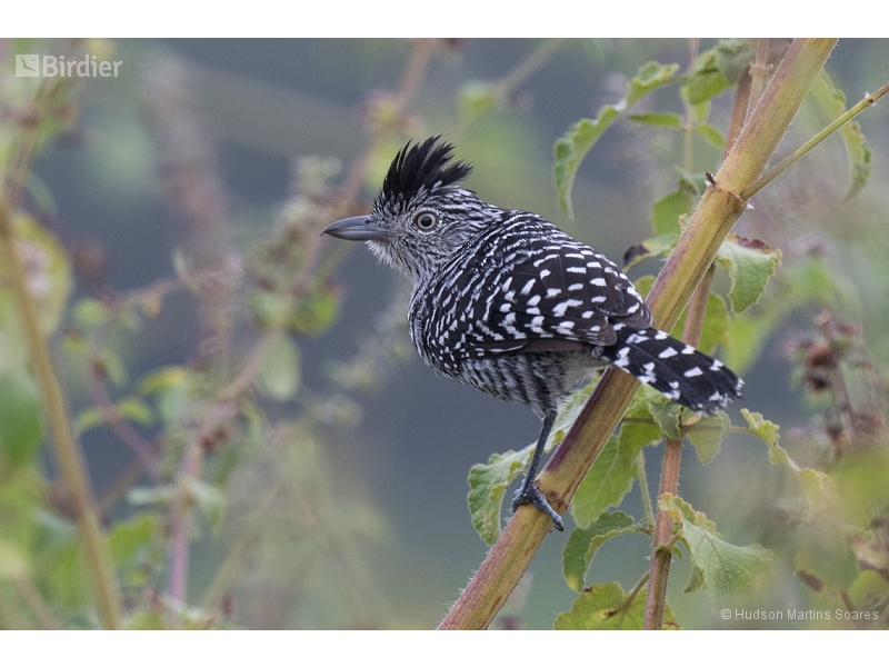 Barred Antshrike
