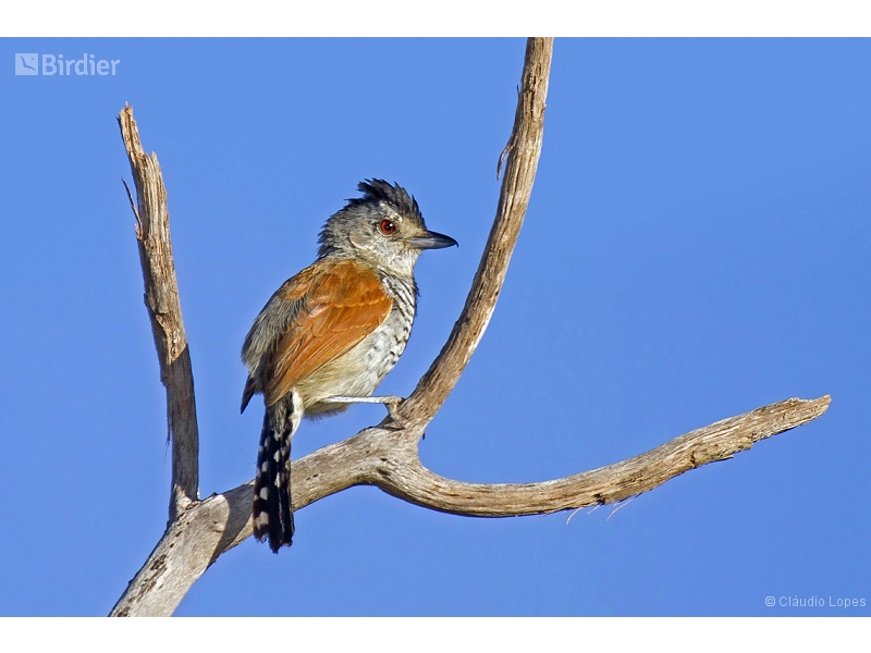 Rufous-winged Antshrike
