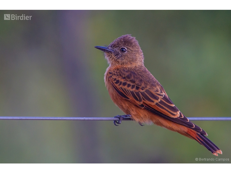 Cliff Flycatcher