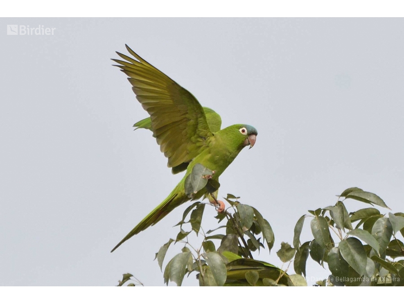 Blue-crowned Parakeet